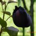 črni tulipan