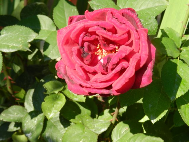 Vrtnica1