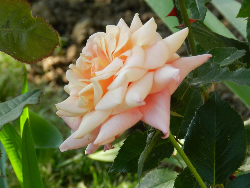 Vrtnica2
