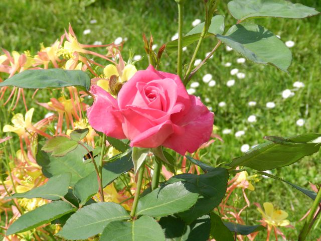 Vrtnica9