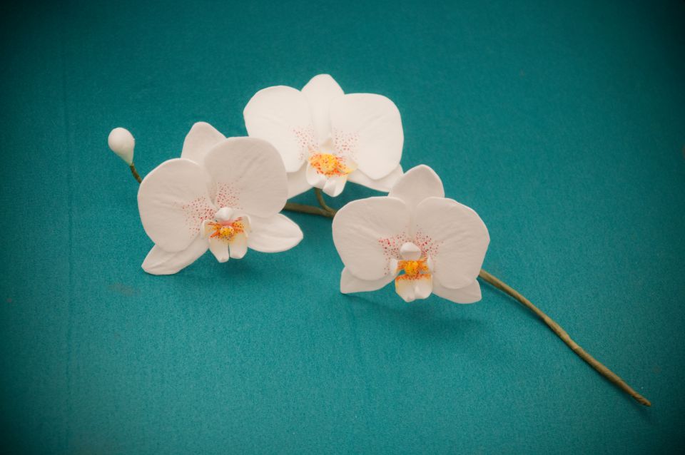 Še malo sladkih orhidej