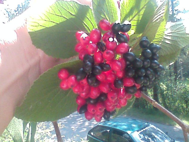 Nezrel plod in zrele, črne jagode neznane rastline