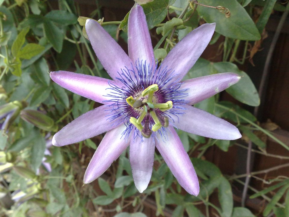 Rože - foto povečava