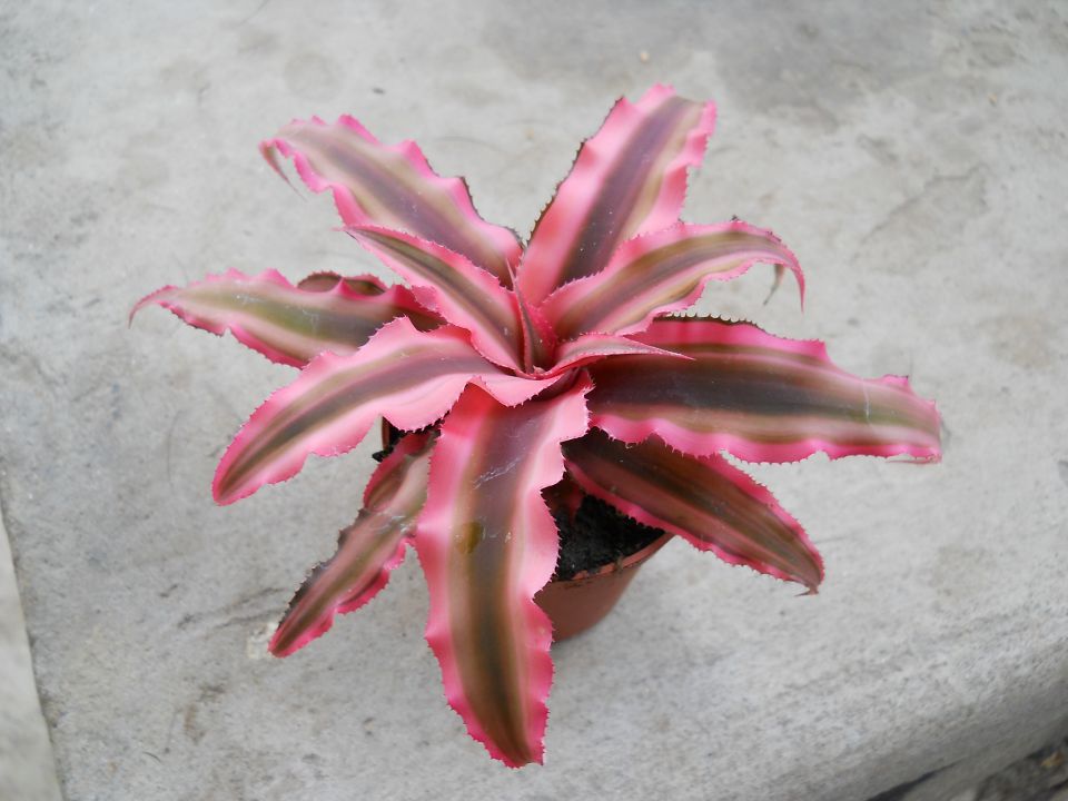 Kaktus - foto povečava