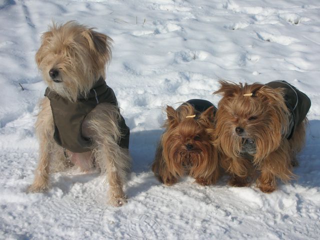 Zima 2012 - trio adijo