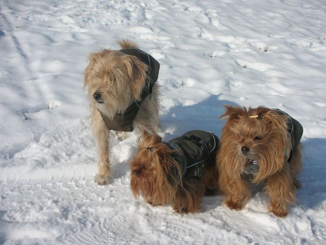 Zima 2012 - trio adijo 2