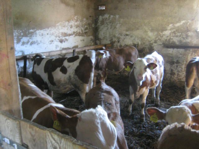 Teliči 2011-2012 - foto