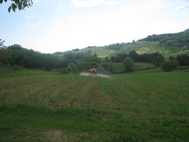 Prskanje kukuruza 2012 - foto povečava