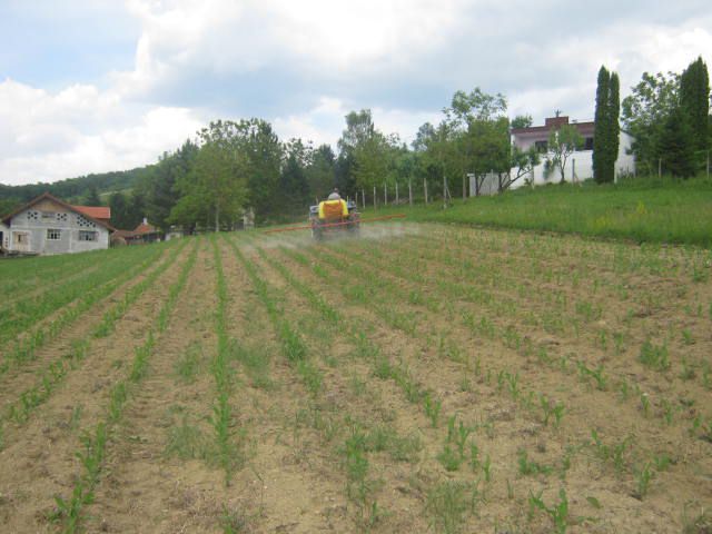 Prskanje kukuruza 2012 - foto povečava