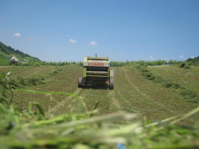 Sijenaža dijeteline 2012 - foto povečava