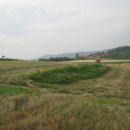 žetva pšenice 2012