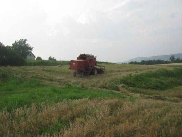 žetva pšenice 2012 - foto
