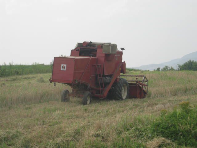 žetva pšenice 2012 - foto