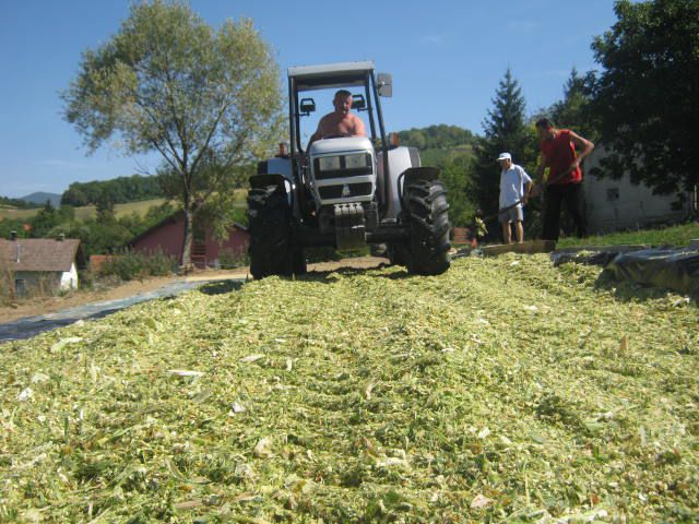 Silaža 2012 - foto povečava