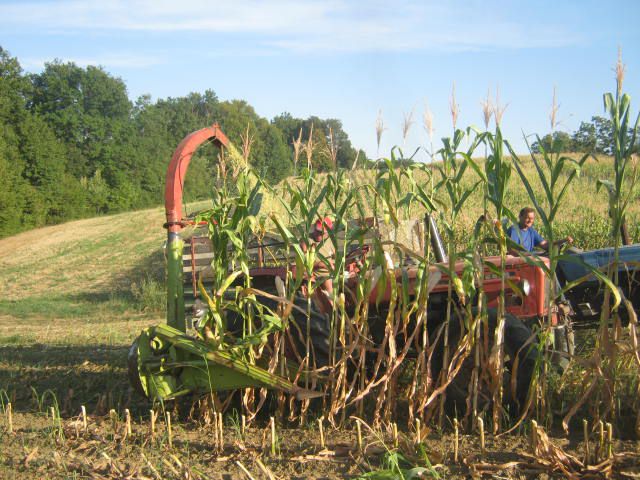 Silaža 2012 - foto povečava