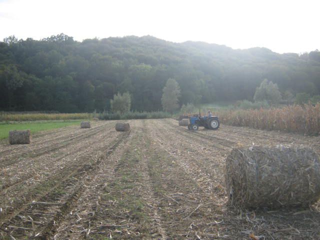 Spremanje kukuruzovine  2012 - foto