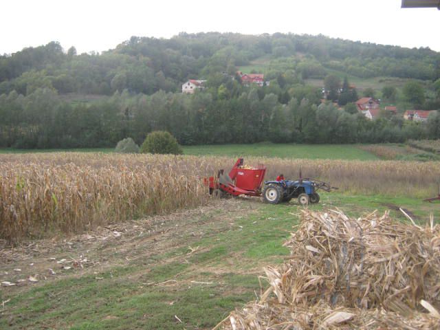 Berba kukuruza 2012 - foto