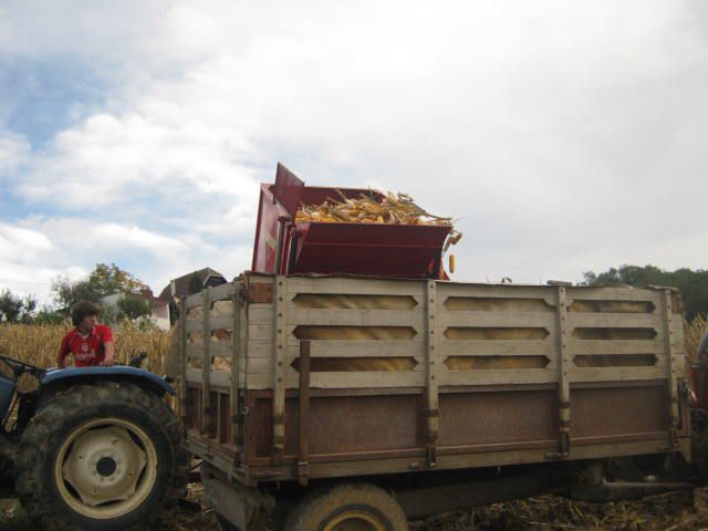 Berba kukuruza 2012 - foto