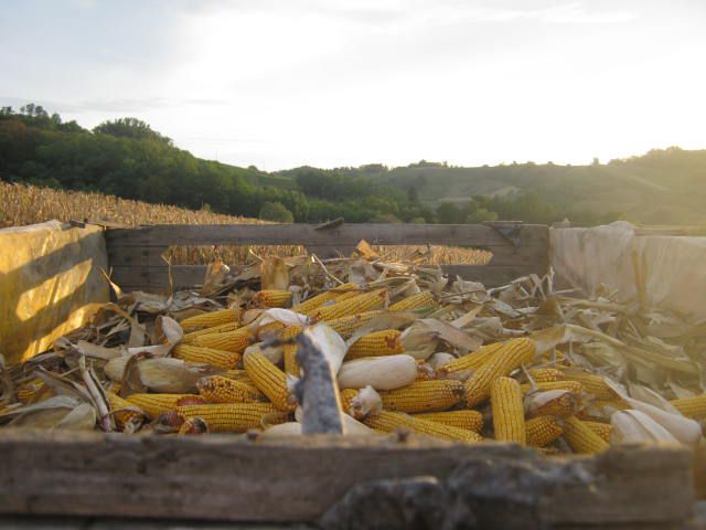 Berba kukuruza 2012 - foto