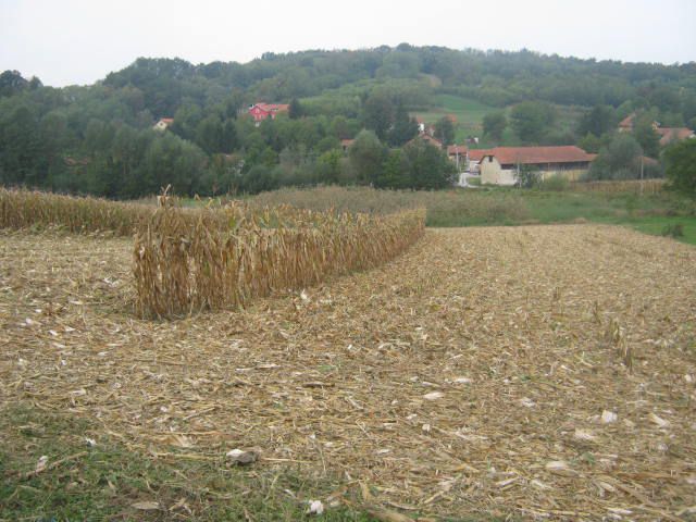 Berba kukuruza 2012 - foto povečava