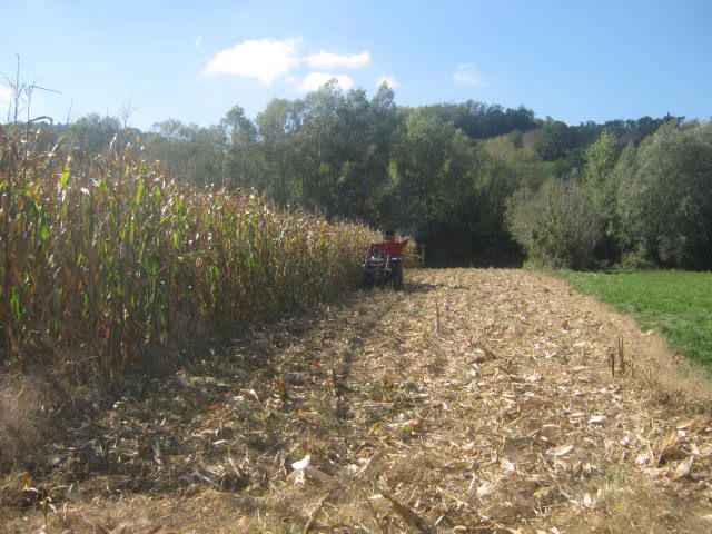 Kukuruza 2012 - foto povečava