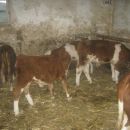 teleki 2012/2013