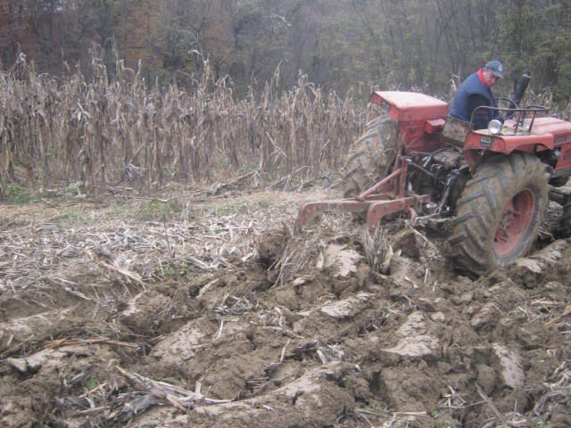 Sijetva raži 2012  - foto