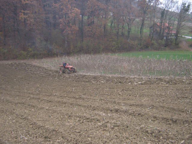 Sijetva raži 2012  - foto povečava