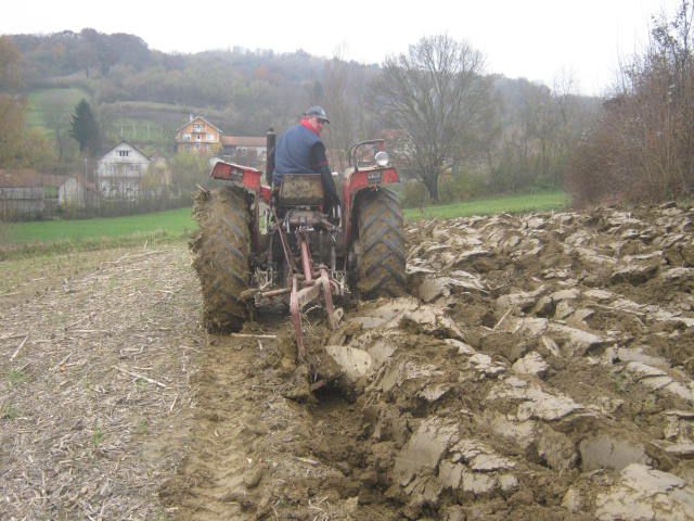 Sijetva raži 2012  - foto povečava