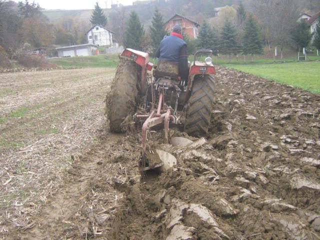 Sijetva raži 2012  - foto povečava