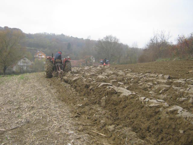 Sijetva raži 2012  - foto povečava