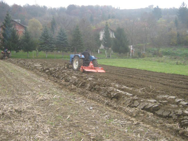 Sijetva raži 2012  - foto povečava