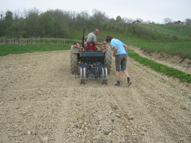 Sjetva kukuruza 2013 - foto povečava