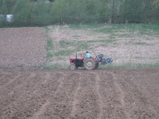 Sjetva kukuruza 2013 - foto povečava