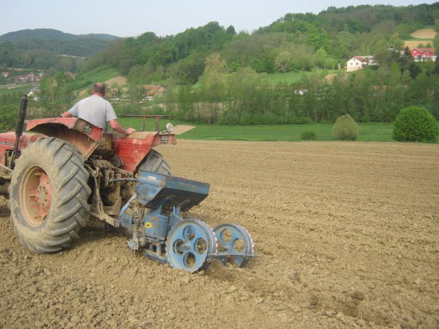 Sjetva kukuruza 2013 - foto povečava