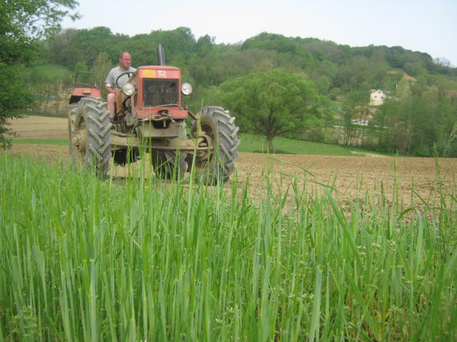 Sjetva kukuruza 2013 - foto povečava