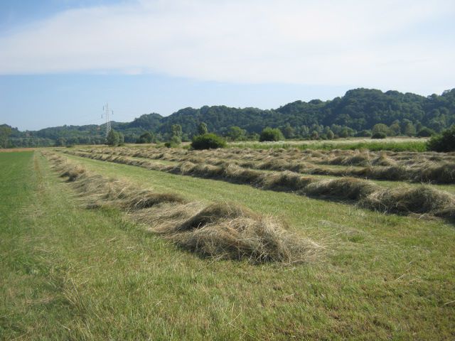 Spremanje sijena 2013  - foto