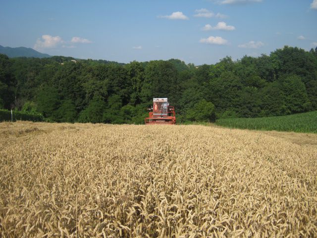 žetva pšenice 2013 - foto