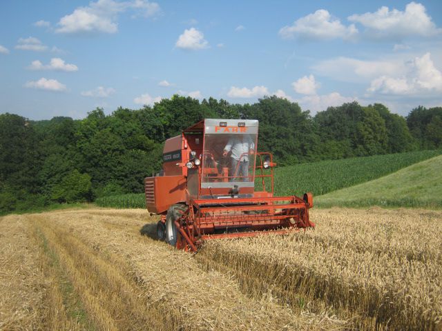 žetva pšenice 2013 - foto povečava