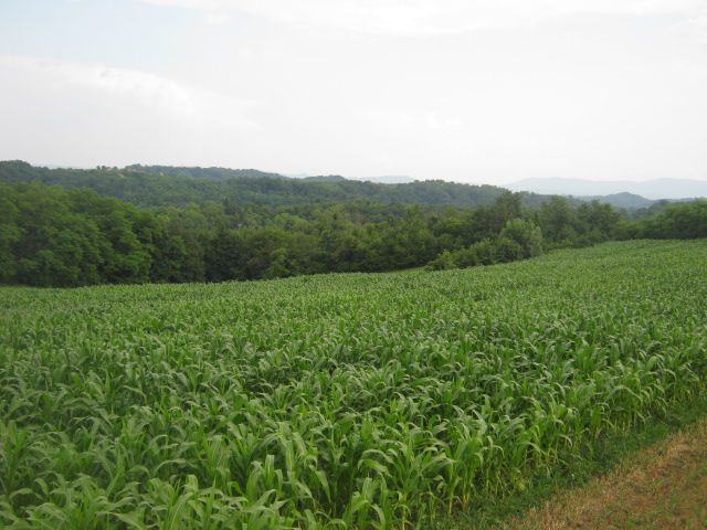 Usjev kukuruza 2013 - foto
