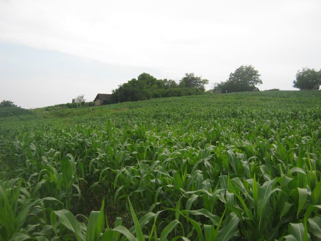 Usjev kukuruza 2013 - foto povečava