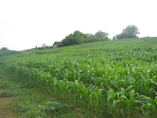 Usjev kukuruza 2013 - foto