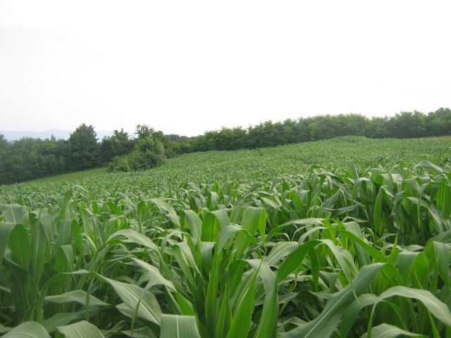 Usjev kukuruza 2013 - foto povečava