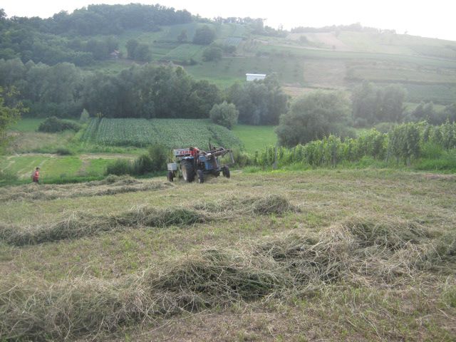 Spremanje lucerke 2013 - foto povečava