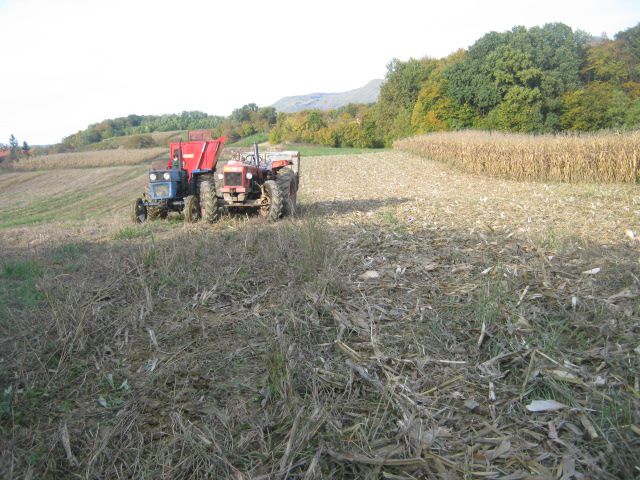 Berba kukuruza 2013 - foto povečava