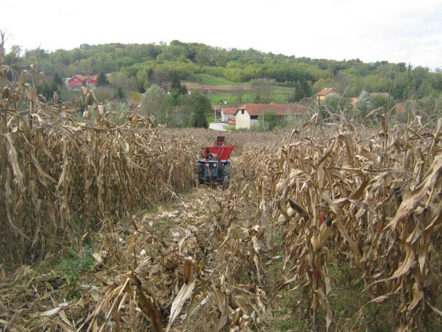 Berba kukuruza 2013 - foto povečava