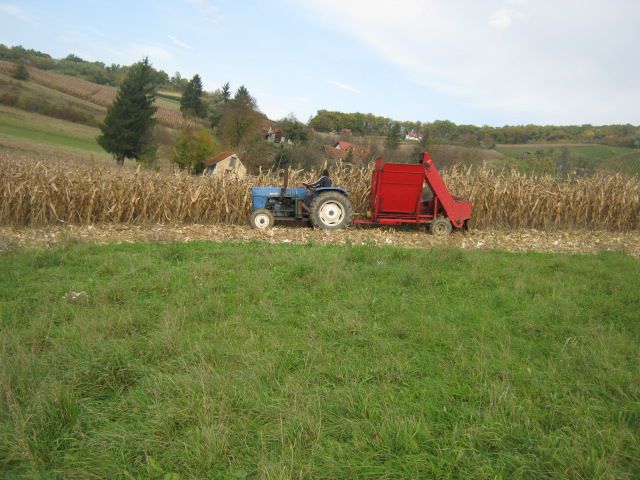 Berba kukuruza 2013 - foto povečava