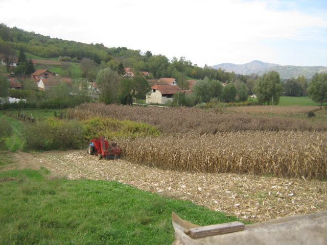 Berba kukuruza 2013 - foto povečava