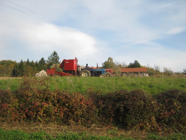 Berba kukuruza 2013 - foto povečava