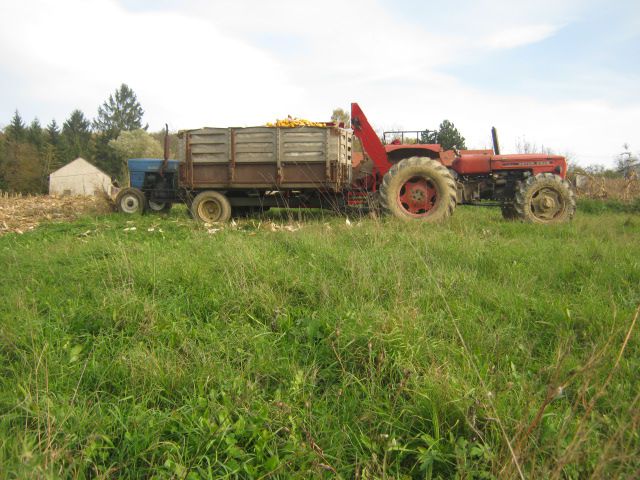 Berba kukuruza 2013 - foto povečava